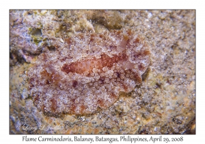 Flame Carminodoris