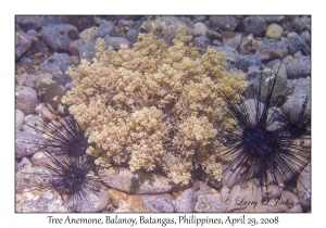 Tree Anemone