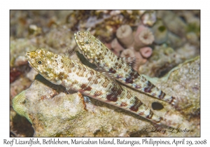 Reef Lizardfish