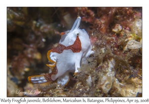 Warty Frogfish