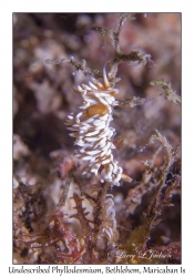 Undescribed Phyllodesmium