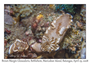 Brown Margin Glossodoris