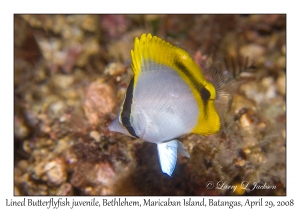 Lined Butterflyfish