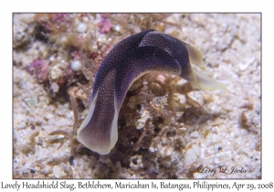 Lovely Headshield Slug