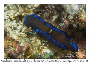 Gardiner's Headshield Slug