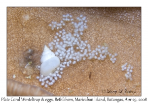 Plate Coral Wenteltrap & eggs