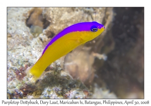 Purpletop Dottyback