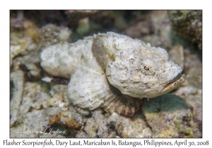 Flasher Scorpionfish