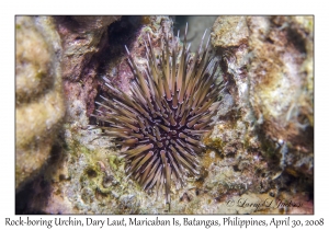 Rock-boring Urchin