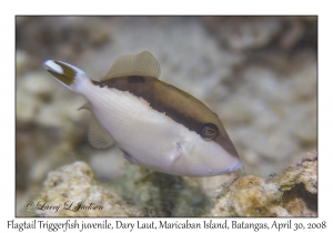 Flagtail Triggerfish