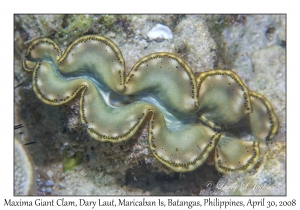 Maxima Giant Clam