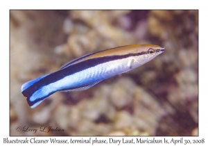 Bluestreak Cleaner Wrasse