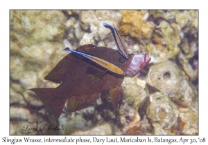 Slingjaw Wrasse