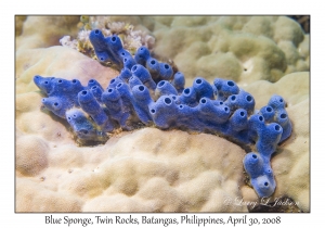 Blue Sponge