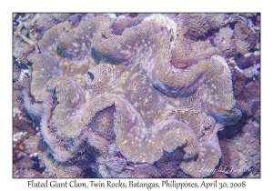 Fluted Giant Clam