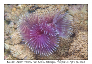 Feather Duster Worm