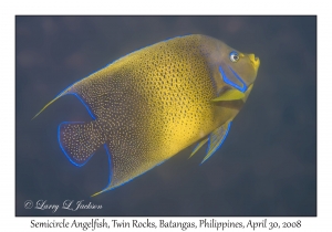 Semicircle Angelfish