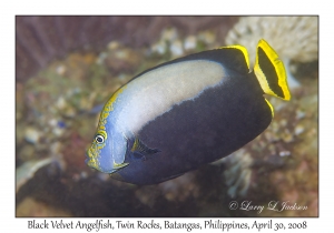 Black Velvet Angelfish