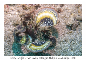 Spiny Devilfish