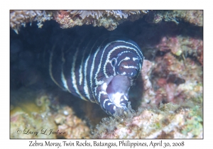 Zebra Moray