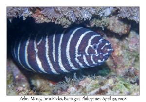 Zebra Moray