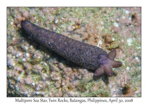 Multipore Sea Star