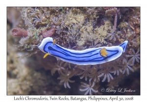 Loch's Chromodoris