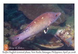 Redfin Hogfish