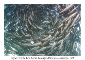 Bigeye Trevally