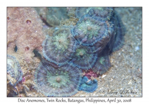 Disc Anemones