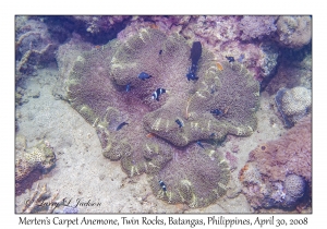 Merten's Carpet Anemone