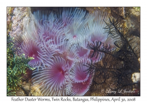 Feather Duster Worms