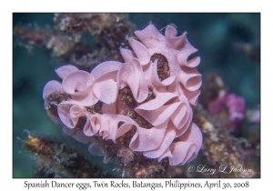 Spanish Dancer eggs