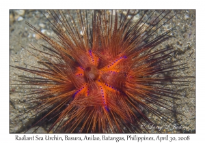 Radiant Sea Urchin