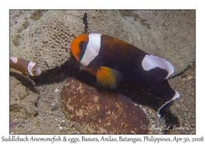 Saddleback Anemonefish & eggs