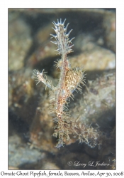 Ornate Ghost Pipefish