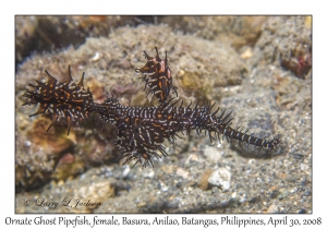 Ornate Ghost Pipefish