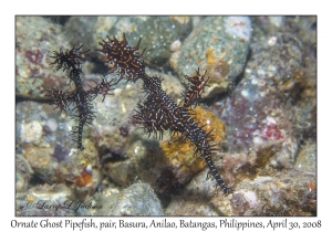 Ornate Ghost Pipefish