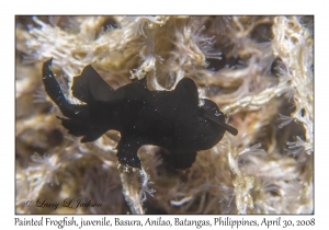 Painted Frogfish