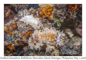 Girdled Glossodoris