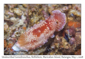 Undescribed Goniobranchus