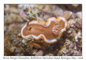 Brown Margin Glossodoris