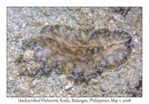 Undescribed Flatworm