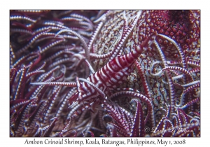 Ambon Crinoid Shrimp