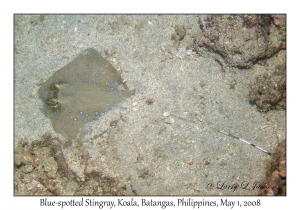 Blue-spotted Stingray