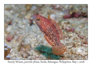 Snooty Wrasse