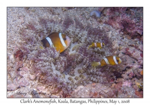 Clark's Anemonefish