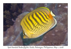 Spot-banded Butterflyfish