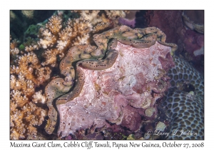 Maxima Giant Clam