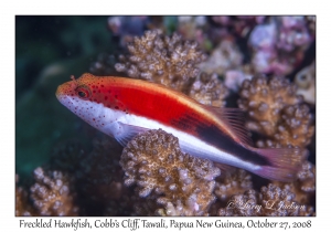 Freckled Hawkfish